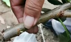 果樹靠接法嫁接方法、技術(shù)特點(diǎn)與方法、步驟