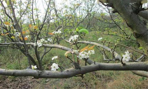 成年果樹夏、秋季開花的原因