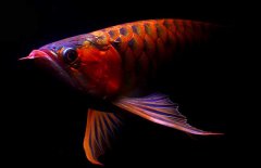 紅龍魚怎么才能養(yǎng)好？紅龍魚的正確飼養(yǎng)方法