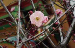 立春的含義是什么，關(guān)于立春的農(nóng)業(yè)諺語有哪些