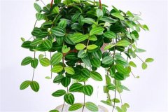 適合吊盆栽植的花卉有哪些，吊盆植物有哪些？