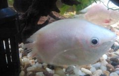 接吻魚為什么接吻？