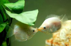 接吻魚好不好養(yǎng)殖，接吻魚怎么養(yǎng)才好？