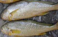 黃花魚(yú)能人工養(yǎng)殖嗎？