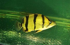 虎魚和什么魚混養(yǎng)，虎魚混養(yǎng)注意事項(xiàng)