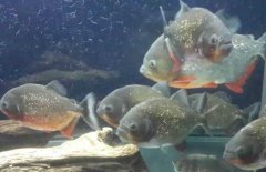 紅腹水虎魚吃什么，紅腹水虎魚怎么養(yǎng)？