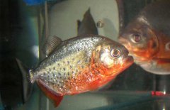 水虎魚怎么養(yǎng)，水虎魚的養(yǎng)殖方法