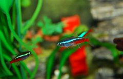 紅綠燈魚吃什么食物？紅綠燈魚怎么養(yǎng)殖好