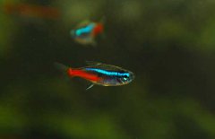 霓虹燈魚怎么養(yǎng)？霓虹燈魚形態(tài)特征