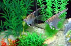 神仙魚怎么分公母，神仙魚性別如何鑒別