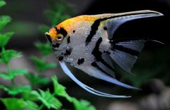 神仙魚和什么魚混養(yǎng)好，神仙魚怎么養(yǎng)？