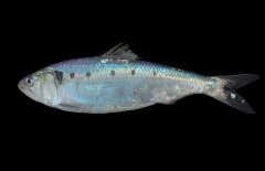 沙丁魚吃什么食物？沙丁魚產(chǎn)自什么地方？