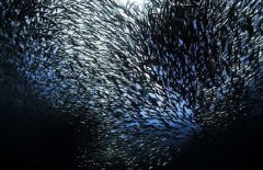 沙丁魚是深海魚嗎，常見深海魚有哪些？