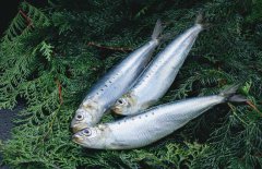 沙丁魚是什么魚，沙丁魚產(chǎn)地哪里？