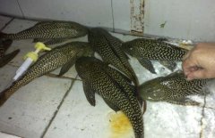 清道夫魚和什么混養(yǎng)？