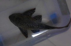清道夫魚怎么飼養(yǎng)？