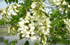 孕婦能吃槐花嗎？