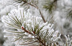 雪松和云杉的區(qū)別你知道嗎？