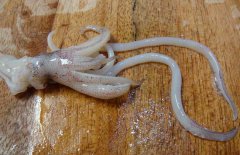 魷魚(yú)和什么相克？