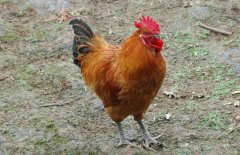 公雞為什么打鳴？