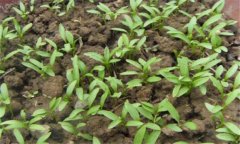 香菜一般在幾月播種，香菜重茬幾年才可以種植