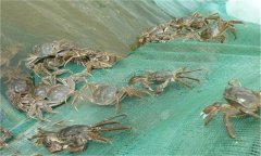 河蟹能活多久、吃什么，螃蟹脫離水可以活幾天