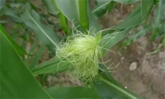 玉米雄穗和雌穗是什么，玉米先出穗還是先出棒