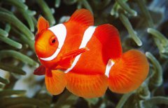 小丑魚是淡水魚嗎？