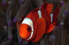 小丑魚吃什么飼料？