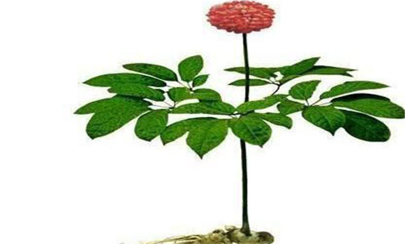 三七的形態(tài)特征與生物學特征