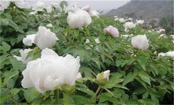 白芍種植技術(shù)、方法與主要步驟