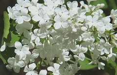 五月丁香北京香，北方丁香花期在五月