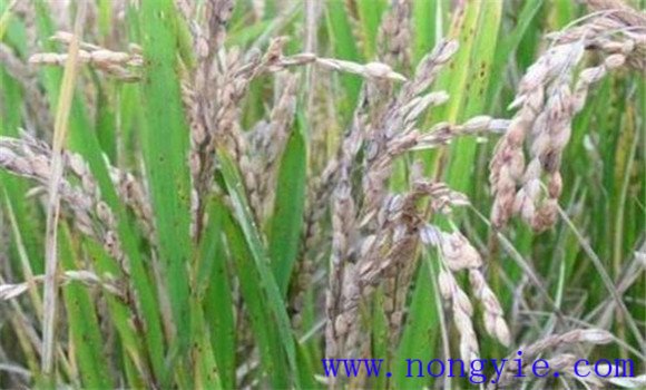 稻瘟病綜合防治技術