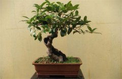 家庭陽臺(tái)盆栽桂花如何養(yǎng)護(hù)？