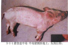 豬食鹽中毒癥狀是什么，怎樣防治豬食鹽中毒？