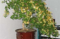 盆栽金銀花種植技術(shù) 金銀花是否嬌氣難養(yǎng)？
