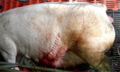 怎樣防治母豬產后子宮內膜炎，主要癥狀是什么