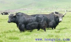 犢牦牛新蛔蟲(chóng)病有何表現(xiàn)，如何防治？