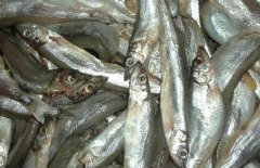 多春魚的產(chǎn)地在哪里？多春魚如何養(yǎng)殖
