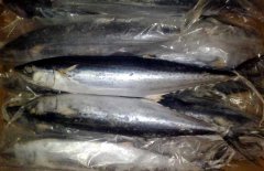 馬鮫魚產地在哪里、有哪些種類 能人工養(yǎng)殖嗎？