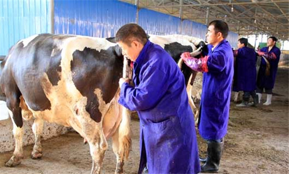 牛胎衣不下怎么辦，牛胎衣不下治療方法
