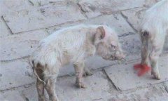 仔豬腹瀉怎么治療？哺乳仔豬飼養(yǎng)管理技術(shù)要點