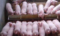 如何治療斷奶后仔豬腹瀉，有哪些預(yù)防措施？