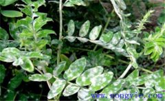 黃芪常見病蟲害有哪些？黃芪病蟲害的防治方法