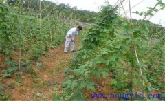 種植葛根如何管理？葛根田間管理技術(shù)要點(diǎn)