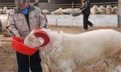 種公羊怎么選最好，種公羊的飼養(yǎng)管理要點(diǎn)