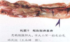 鵝副粘病毒癥狀及治療的方法，怎么治療