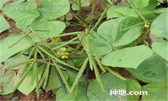 綠豆怎么種植能高產(chǎn)？