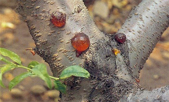 桃樹(shù)流膠病的治療