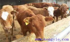 犢牛初乳期過后，如何做好補(bǔ)飼與斷乳？